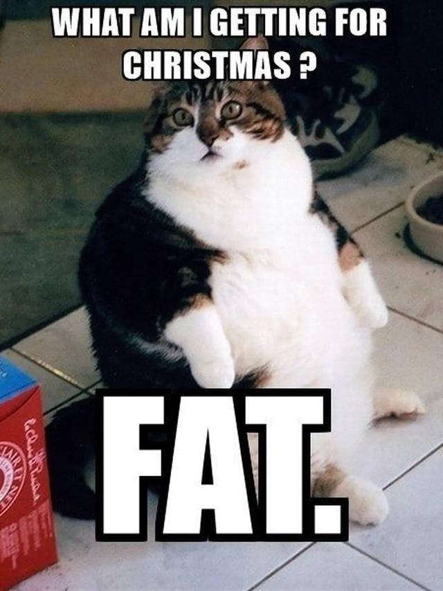 9 Meme Kocak Potret Kucing Obesitas Ini Malah Bikin Gemas