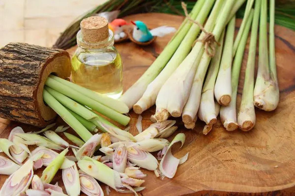 Resep Rebusan Serai untuk Menurunkan Kolesterol dan Tekanan Darah, Mudah Dibuat