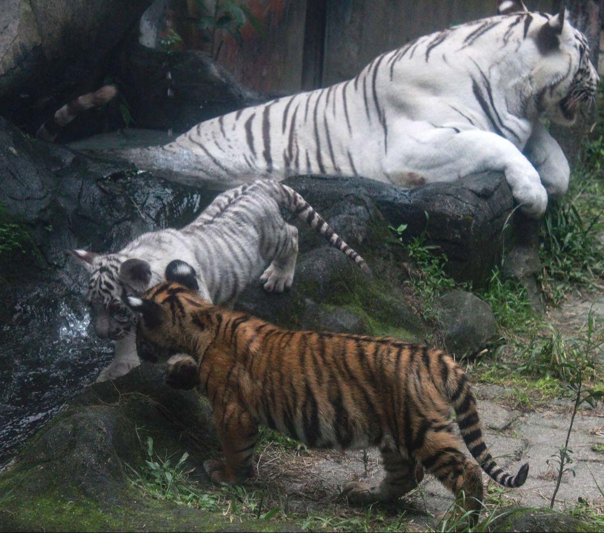 Taman Hewan Pematang Siantar (THPS) atau Siantar Zoo kembali menambah koleksinya setelah dua anak Harimau Benggala terlahir, pada 30 Oktober 2023 lalu. Uniknya, meskipun terlahir kembar dari indukan yang sama, kedua anak harimau ini memiliki warna berbeda