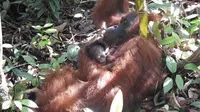 Bayi orangutan jantan di Suaka Margasatwa Lamandau. (dok. BKSDA Kalteng)