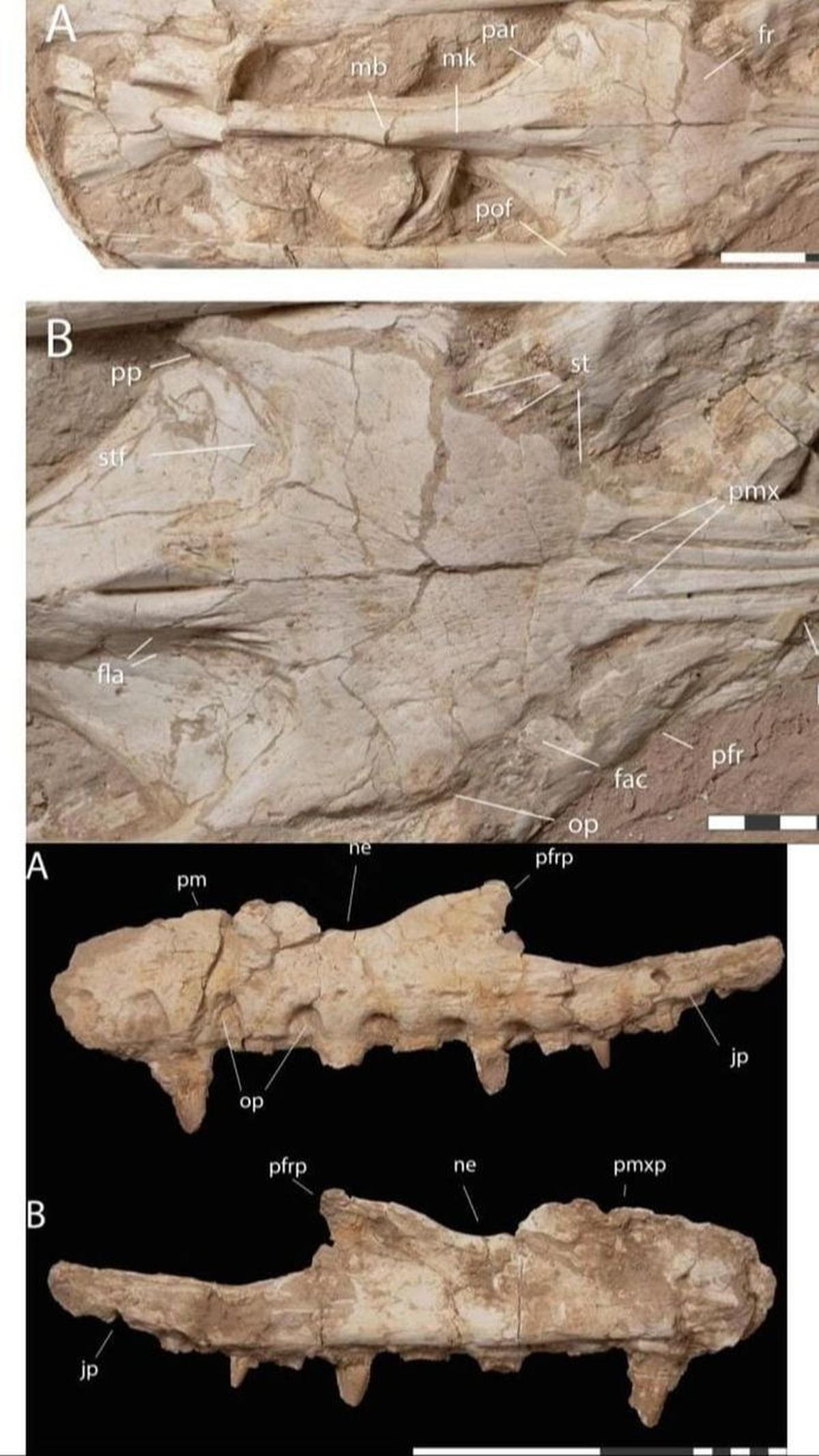 Fakta Monster Laut Mosasaurus