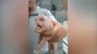 Seekor babi mutan yang lahir membuat heboh masyarakat. Babi ini memiliki wajah seperti manusia dan penis di dahi