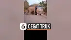 GAJAH KELAPARAN CEGAT TRUK LALU CURI TEBU