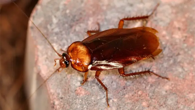 [Bintang] Selama Sembilan Hari Kecoak Tinggal di Telinga Perempuan Ini, Ceritanya Horor Banget