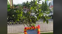 Bukan Karangan Bunga, Wali Kota Bekasi Tuai Pujian karena Minta Diberikan Bibit Pohon Saat Pelantikan.&nbsp; foto: TikTok @ceritabekasi_