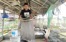 Sokongan Bantuan Pakan Ikan Kaltim Jamin Kelangsungan Usaha Pembudidaya