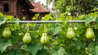 7 Cara Menanam Labu di Pagar Hollow agar Buah Tidak Mudah Jatuh, Panen Lebih Berkualitas