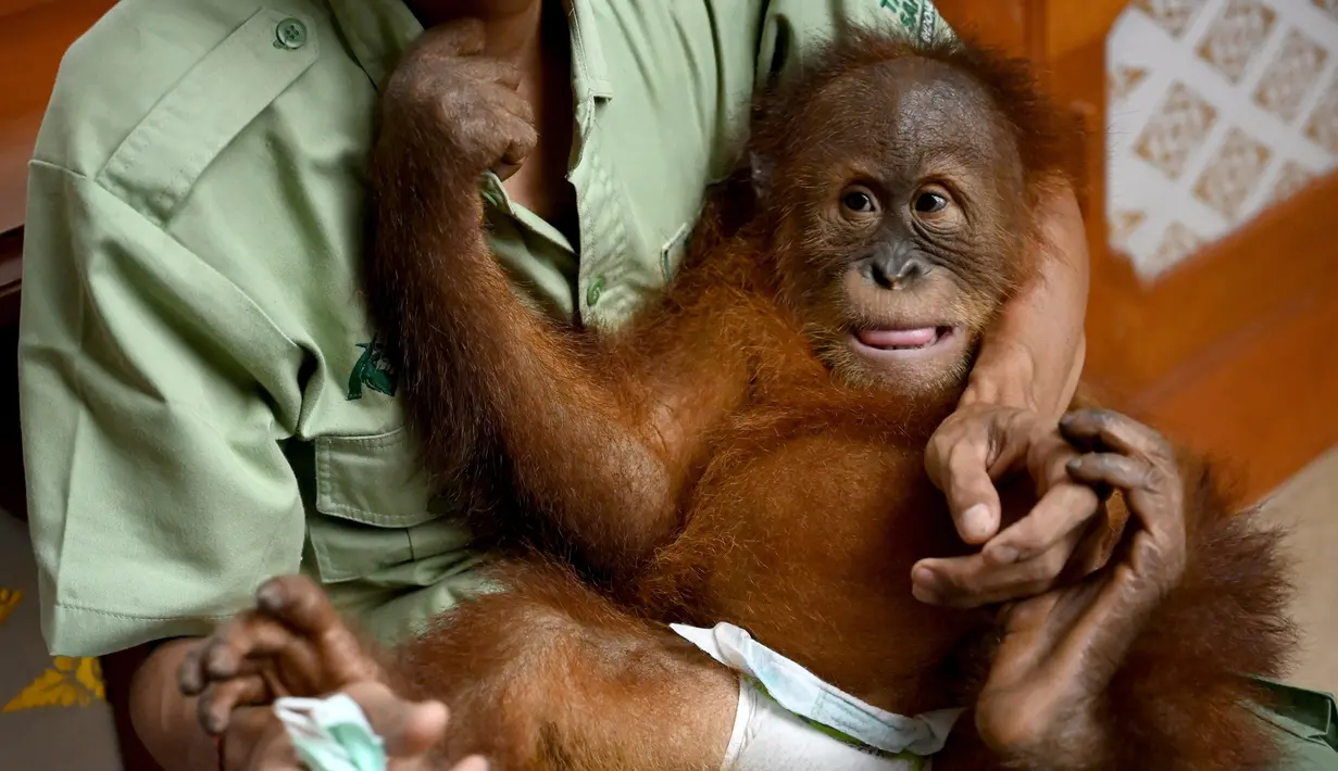 Bayi orangutan Bon Bon saat digendong petugas di Bandara Internasional I Gusti Ngurah Rai, Denpasar, Bali, Senin (16/12/2019). Bon Bon akan dilepasliarkan di hutan Sumatera. (SONNY TUMBELAKA/AFP)