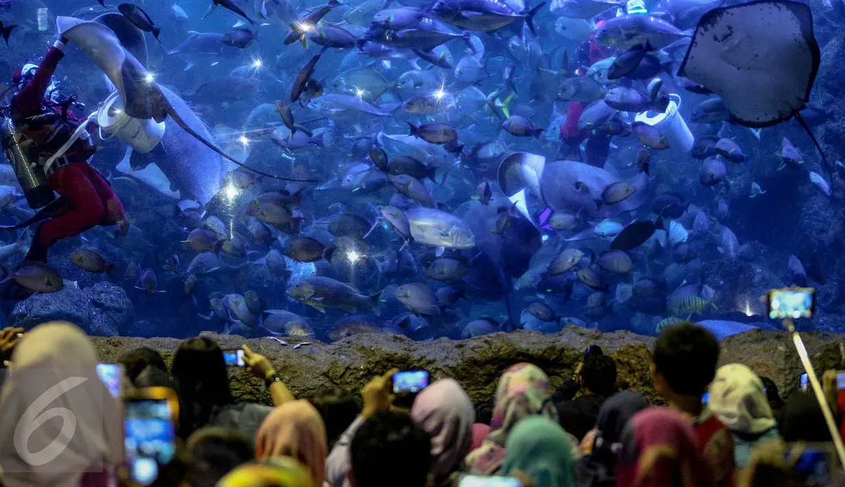 Sejumlah pengunjung melihat aksi Penyelam mengenakan kostum Santa Claus saat memberikan makanan kepada kumpulan ikan di aquarium besar Sea World, Taman Impian Jaya Ancol, Jakarta, Minggu (25/12). (Liputan6.com/Faizal Fanani)