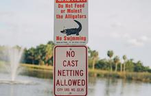 Banyak Ditemukan di Jalan, Ini Alasan Florida jadi Negara Favorit Aligator dan Buaya