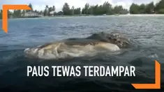 Paus sepanjang 12 meter ditemukan membusuk oleh nelayan di sekitar Pantai Pulau Bokori.
