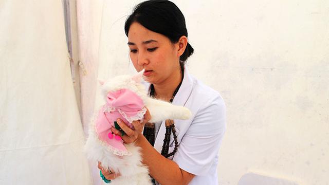 Waspadai Penyakit yang Mengintai Kucing Kesayangan Anda