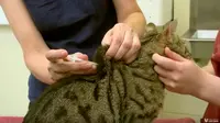 Ilustrasi diabetes pada kucing/icatcare.org.