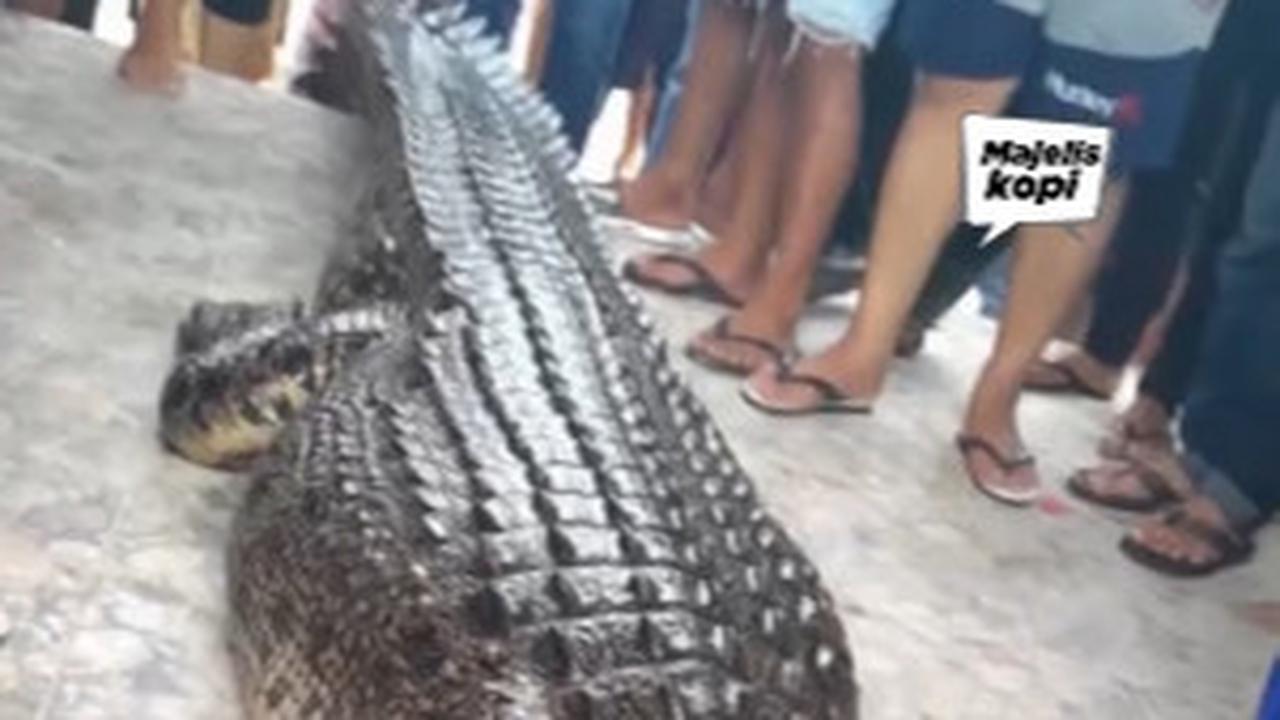 Penampakan Buaya Ganas yang Serang Ibu Rumah Tangga di Pantai Hingga Tewas