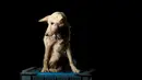 Kondisi Gusaniao saat difoto di pusat penampungan anjing Famproa di Los Teques, Venezuela, 18 Agustus 2016, setelah sebelumnya ditemukan hampir mati di dalam kota di pinggir jalan satu minggu sebelum foto ini diambil. (REUTERS/Carlos Garcia Rawlins)