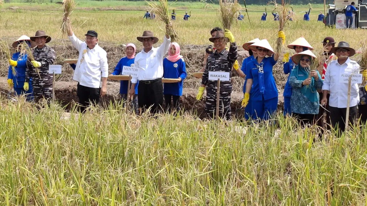 Mentan Andi Amran dan Wakasal Laksamana Madya TNI Erwin saat penen raya padi dan jagung di Pangkalan Utaman TNI AL Lampung. Foto : (Liputan6.com/Ardi).