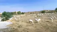 Gembala kambing di Arab Saudi. (Foto: Tangkapan layar video YT Iday Adventurer)