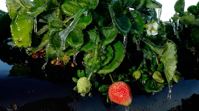 Ekstremnya Cuaca di Florida Bikin Tanaman Membeku