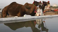 Seorang pria India membawa untanya ke dekat kolam untuk minum saat mengikuti pameran Unta Pushkar di Pushkar, India (26/10). Dalam pameran ini, ribuan pedagang ternak khsusnya unta berkumpul untuk menjual hewan mereka. (AFP Photo/Dominique Faget)