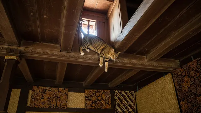 Cara Mencegah Kucing Liar Naik ke Plafon Rumah, Jaga Lingkungan Tetap Bersih