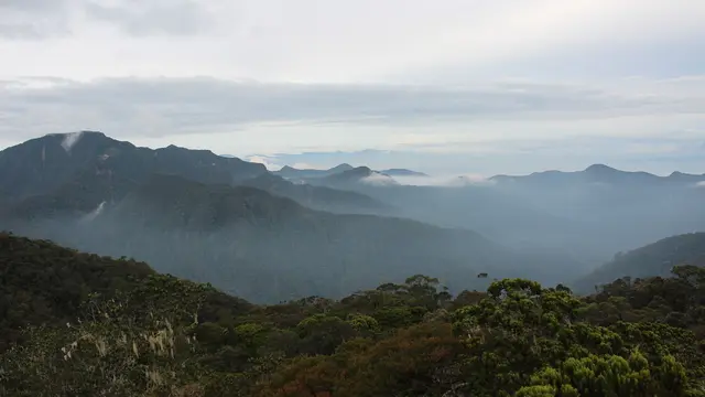 Apa Itu Hutan Awan?