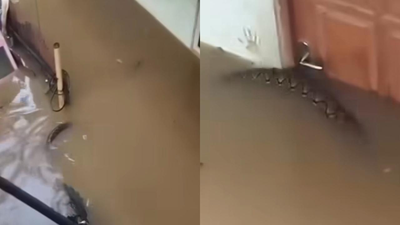 Penampakan Ular Piton Saat Banjir