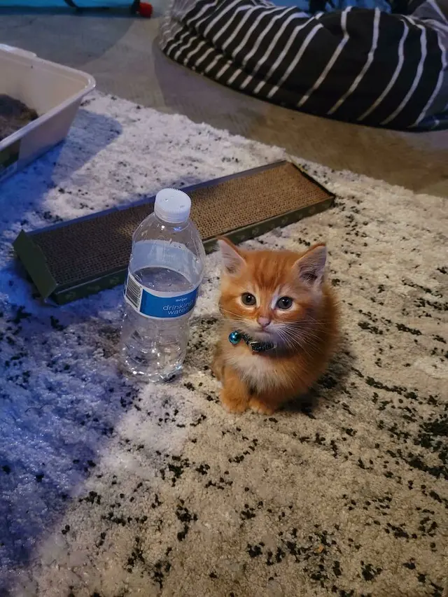 7 Potret Menggemaskan Anak Kucing Ini Bakal Bikin Harimu Cerah