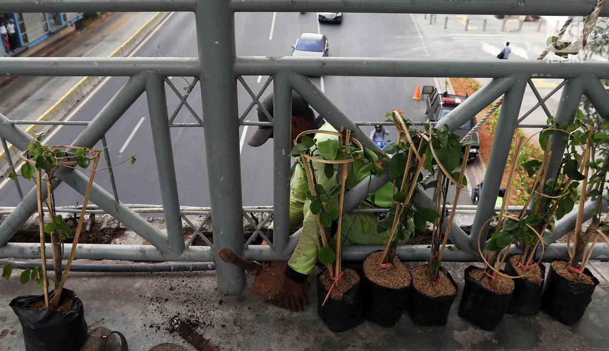 Dinas Kehutanan Provinsi DKI Jakarta menata tanaman yang dipasang di Jembatan Penyeberangan Orang (JPO) Benhil, Jakarta, Sabtu (24/8/2019). Penataan tersebut sebagai bentuk penghijauan dan mempercantik tata Kota Jakarta. (Liputan6.com/JohanTallo)