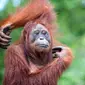 Ilustrasi orangutan (iStock)