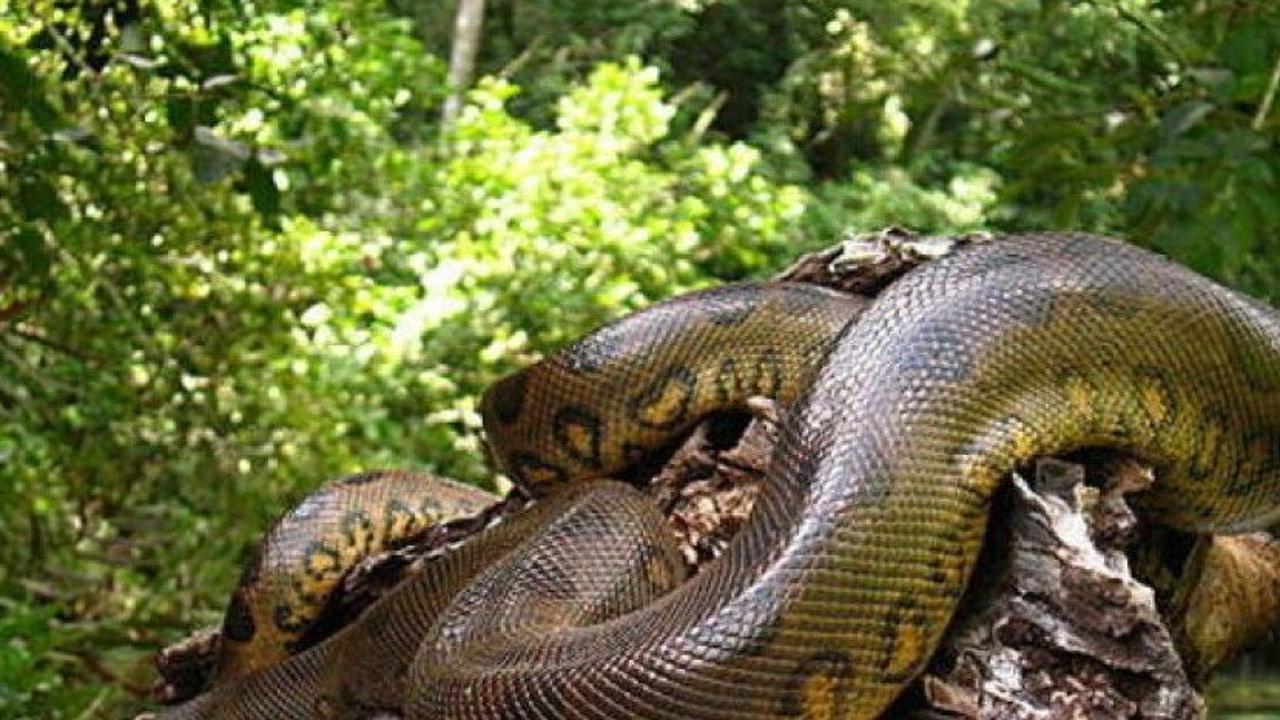 Apakah Anaconda Berbisa atau Berbahaya?