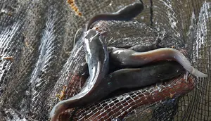 Teknik Budidaya Lele untuk Pemula: Panduan dari Persiapan Kolam hingga Panen