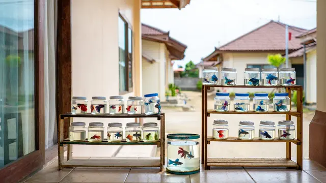 Ide Ternak Minim Bau yang Cocok untuk Lingkungan Perumahan (Foto: Reve.com)