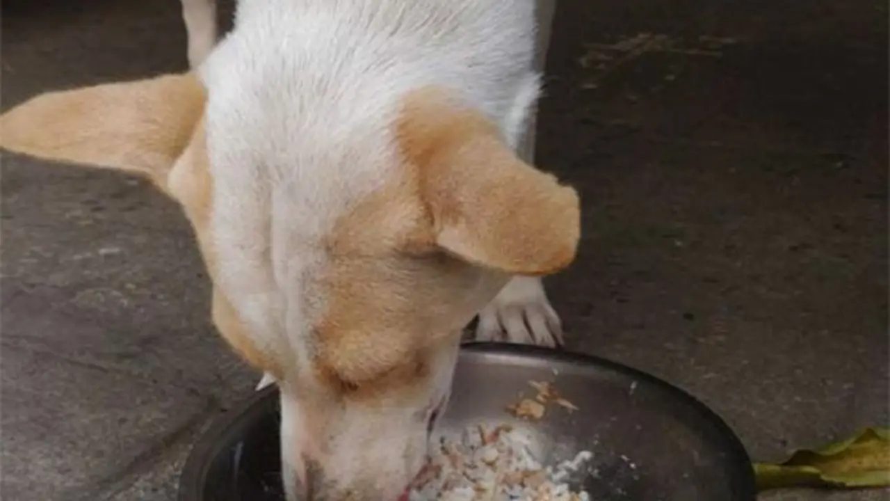 [Bintang] Balas Budi, Anjing Ini Beri Hadiah Bagi Wanita yang Berinya Makan