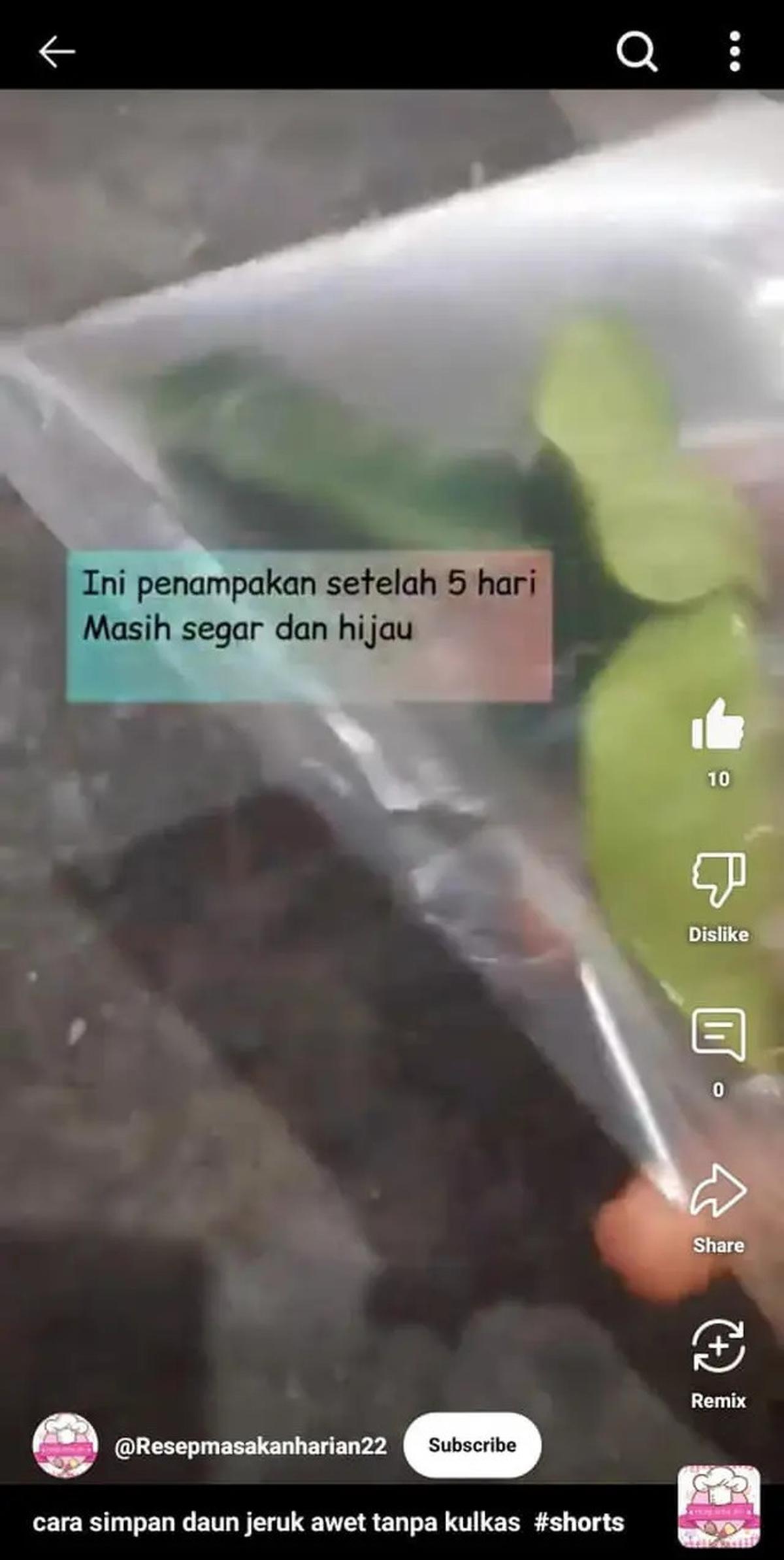 Cara Menyimpan Daun Jeruk agar Tetap Segar hingga Seminggu