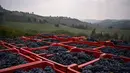 Keranjang berisi anggur Nebbiolo terlihat selama panen di Laghe Country side dekat Turin, Italia (14/9/2019). Anggur Nebbiolo tersebut digunakan untuk membuat wine Barolo. (AFP Photo/Marco Bertorello)