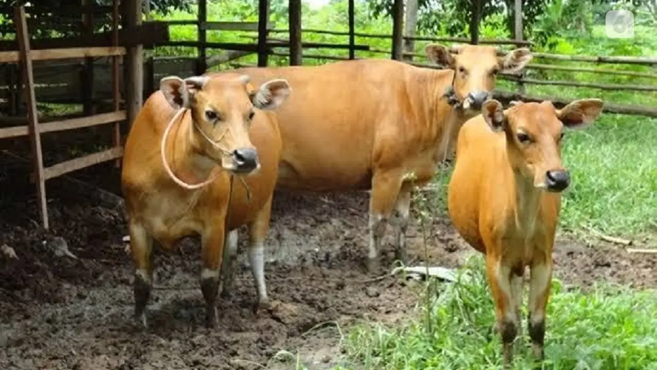 asuransi sapi