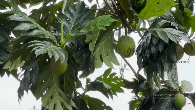 Potret Taman Rumah Mayangsari di Purwokerto/Youtube Mayangsari Channel