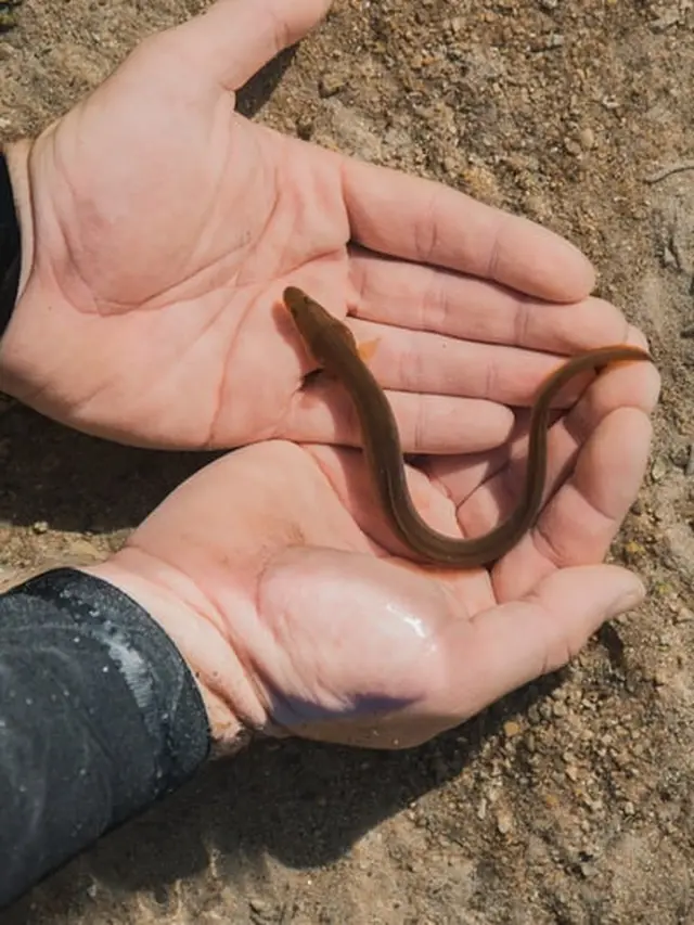 Arti Menangkap Belut yang Bermakna Baik