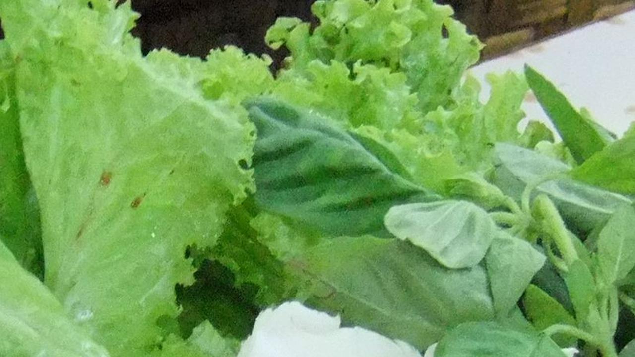 Kisah Sayur Lalap Khas Sunda yang Jarang Diketahui, Pernah Selamatkan Orang Belanda di Zaman Perang
