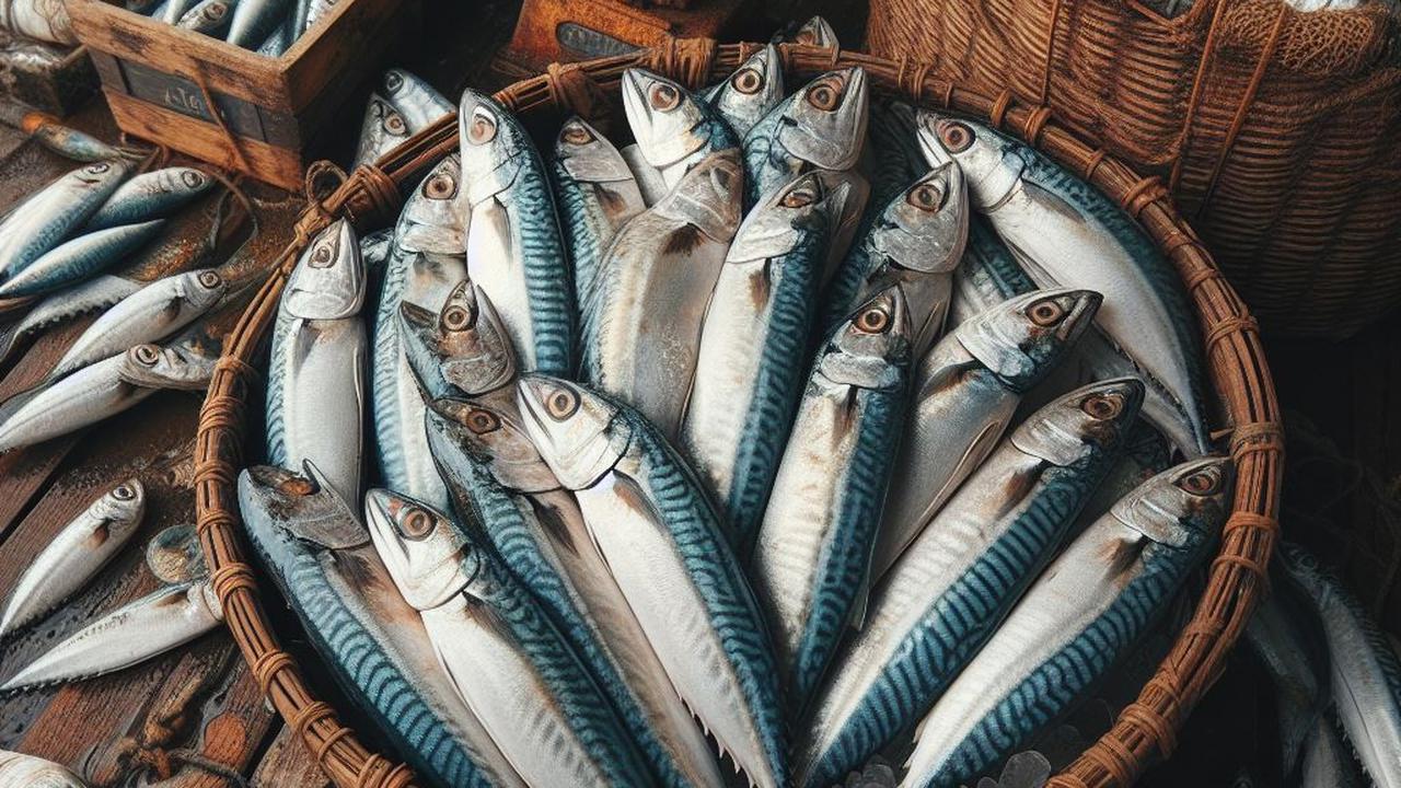 Ilustrasi Ikan Kembung