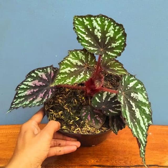  Daftar  Harga  Tanaman  Hias  Begonia Bulan April 2022 Terbaru