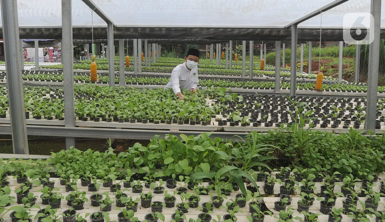 Santri memanen bayam usai memperingati Hari Santri Nasional di Kebun Gizi Hidroponik, Pesantren Hidayatullah Depok, Jawa Barat, Kamis (22/10/2020). Beragam sayur dikelola secara mandiri oleh para santri dengan nilai panen mencapai 1,2 ton atau sekitar Rp 20 juta per bulan. (merdeka.com/Arie Basuki)