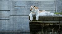 Ilustrasi harimau di kebun binatang. (dok. Unsplash/Angel Luciano)