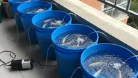 Ternak yang Cocok untuk Rumah Tipe 27, Peluang Cuan di Lahan Terbatas