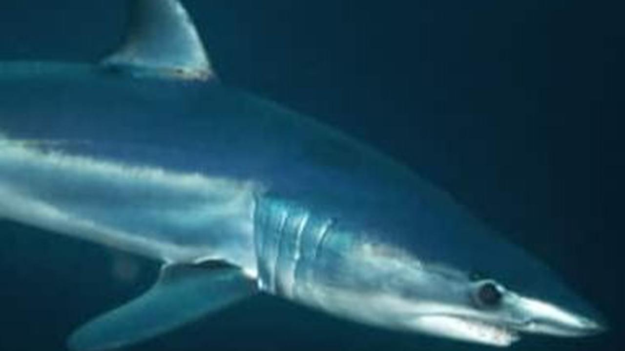 10. Hiu Mako Sirip Panjang<br>