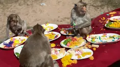 Monyet menikmati makanan dari meja makan di depan kuil Prang Sam Yod selama Festival Prasmanan Monyet tahunan di Lopburi, Bangkok, Thailand, Minggu (29/11/2020). Festival tersebut untuk mengucapkan rasa terima kasih kepada monyet yang telah menarik banyak wisatawan ke deerah itu. (Jack TAYLOR/AFP)