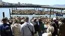 Penjaga dermaga Pier 39, Sheila Candor, mengatakan bahwa dalam sepekan terakhir, sekitar 1.000 ekor singa laut terlihat di dermaga tersebut. (Yuri Avila/San Francisco Chronicle via AP)