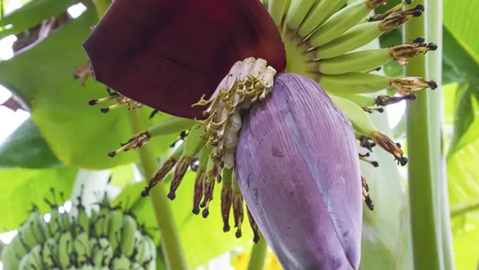 Foto: copyright cdn2.stylecraze.com/wp-content