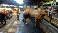 Pengecekan kesehatan hewan kurban ini untuk memastikan kelayakan dan kesehatannya sebagai hewan kurban yang akan dikonsumsi masyarakat. (merdeka.com/Arie Basuki)