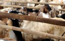 Tanah Abang masih banyak pedagang kambing, bau kotoran menyengat
